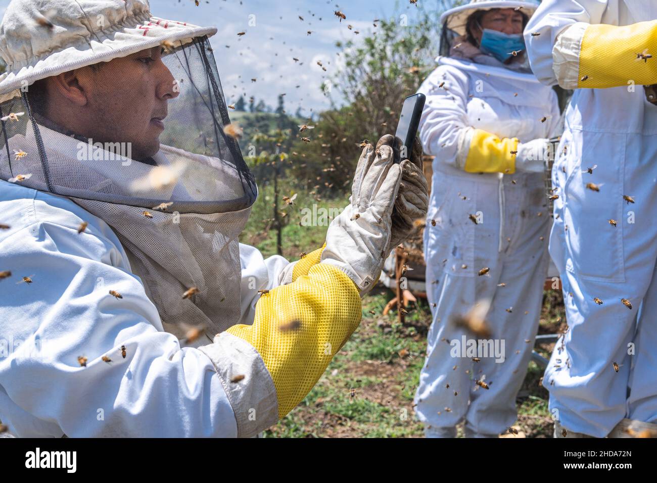 A Latino beekeeper takes pictures of the Abjeas honey harvest process in a hive with other workers in the field Stock Photo