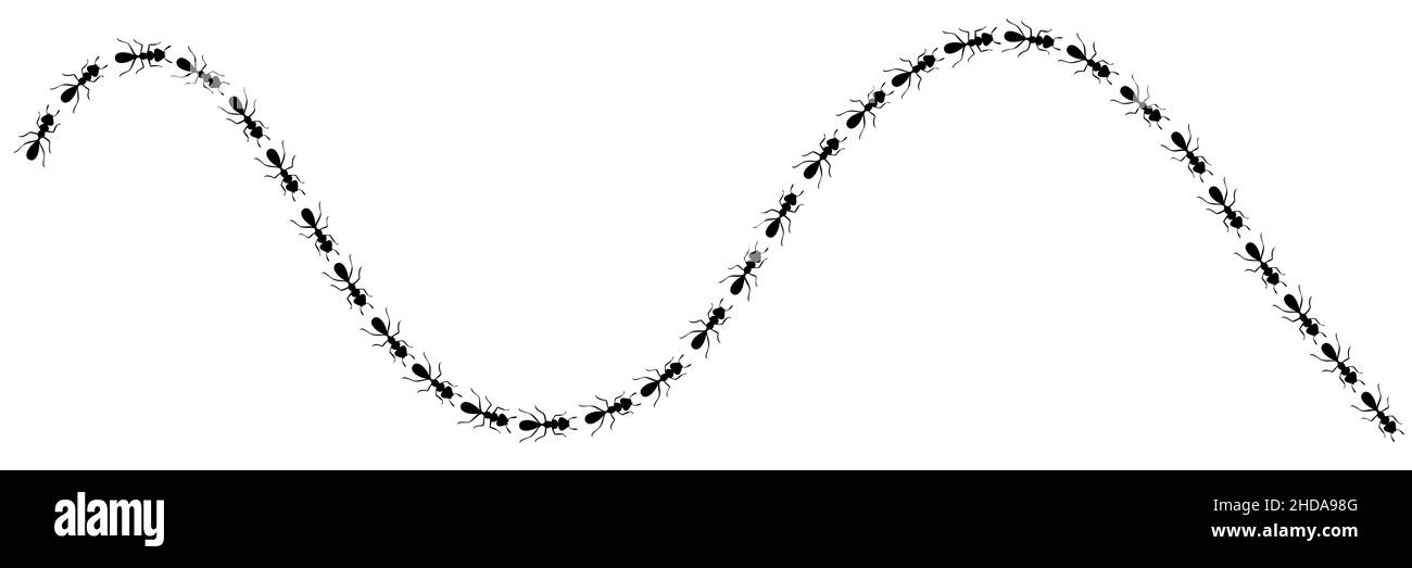 Worker ants trail curve. Ant path isolated in white background. Vector illustration Stock Vector