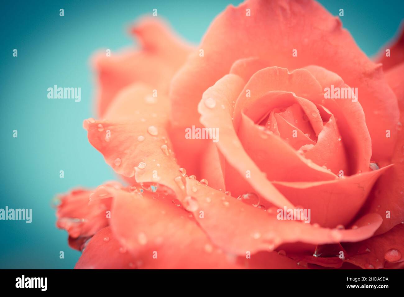 fresh rose with water drops on white background Stock Photo - Alamy