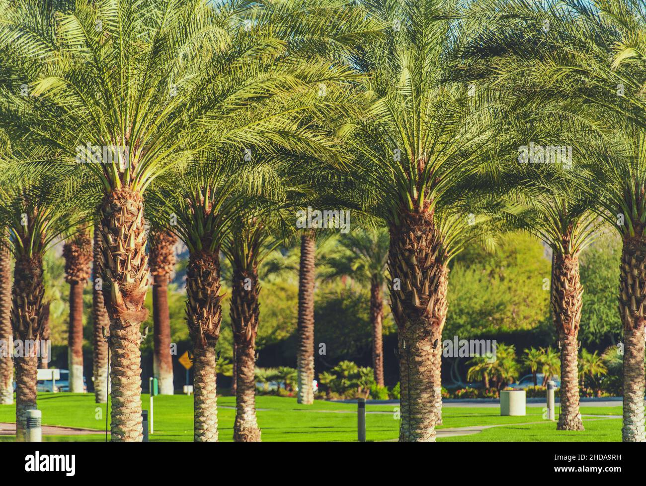 Winter Time in the Indian Wells Coachella Valley. Date Palms. Southern California, United States of America. Stock Photo