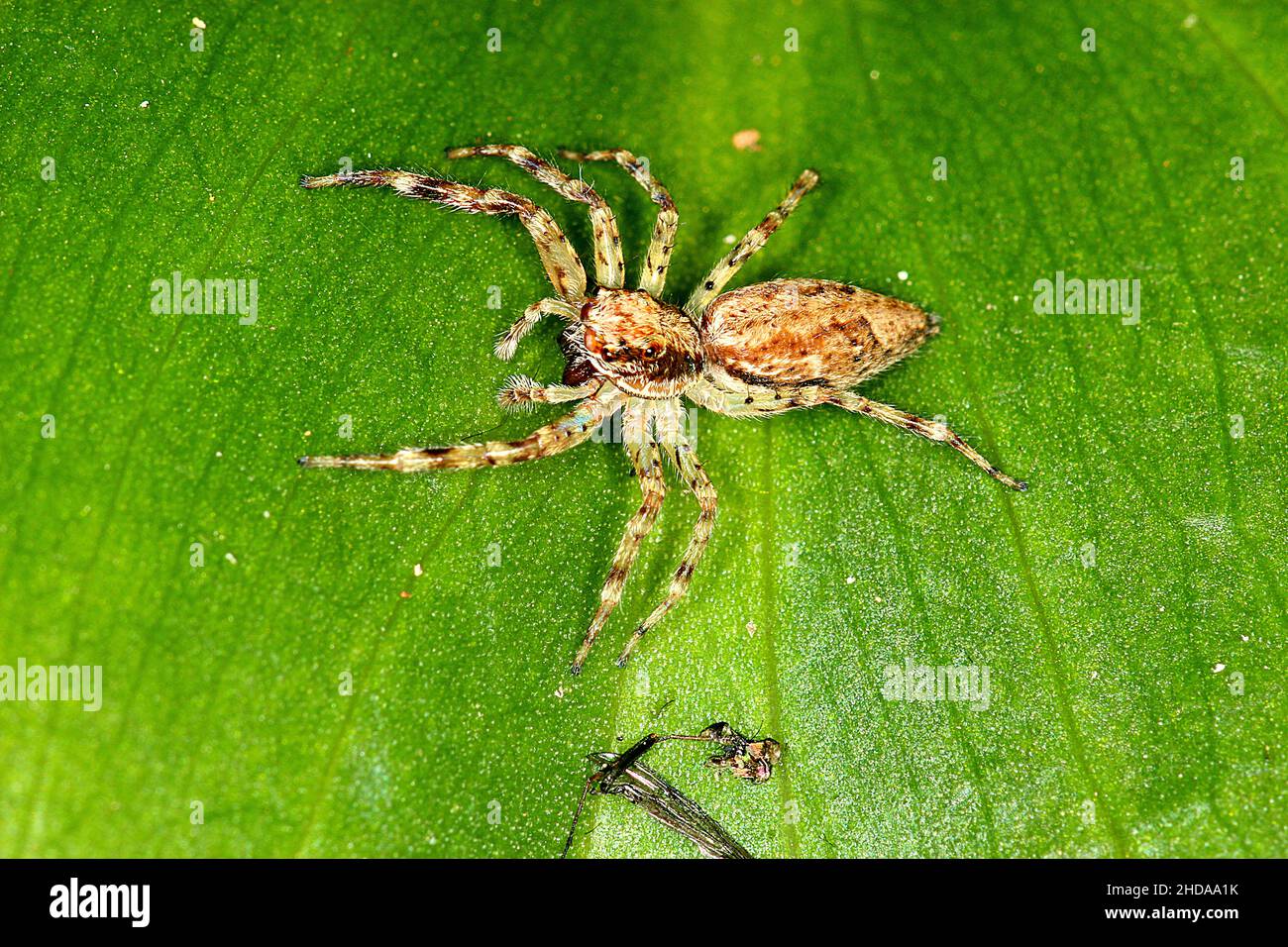Bronze hopper jumping spider (Helpis minitabunda) eating prey Stock Photo Alamy