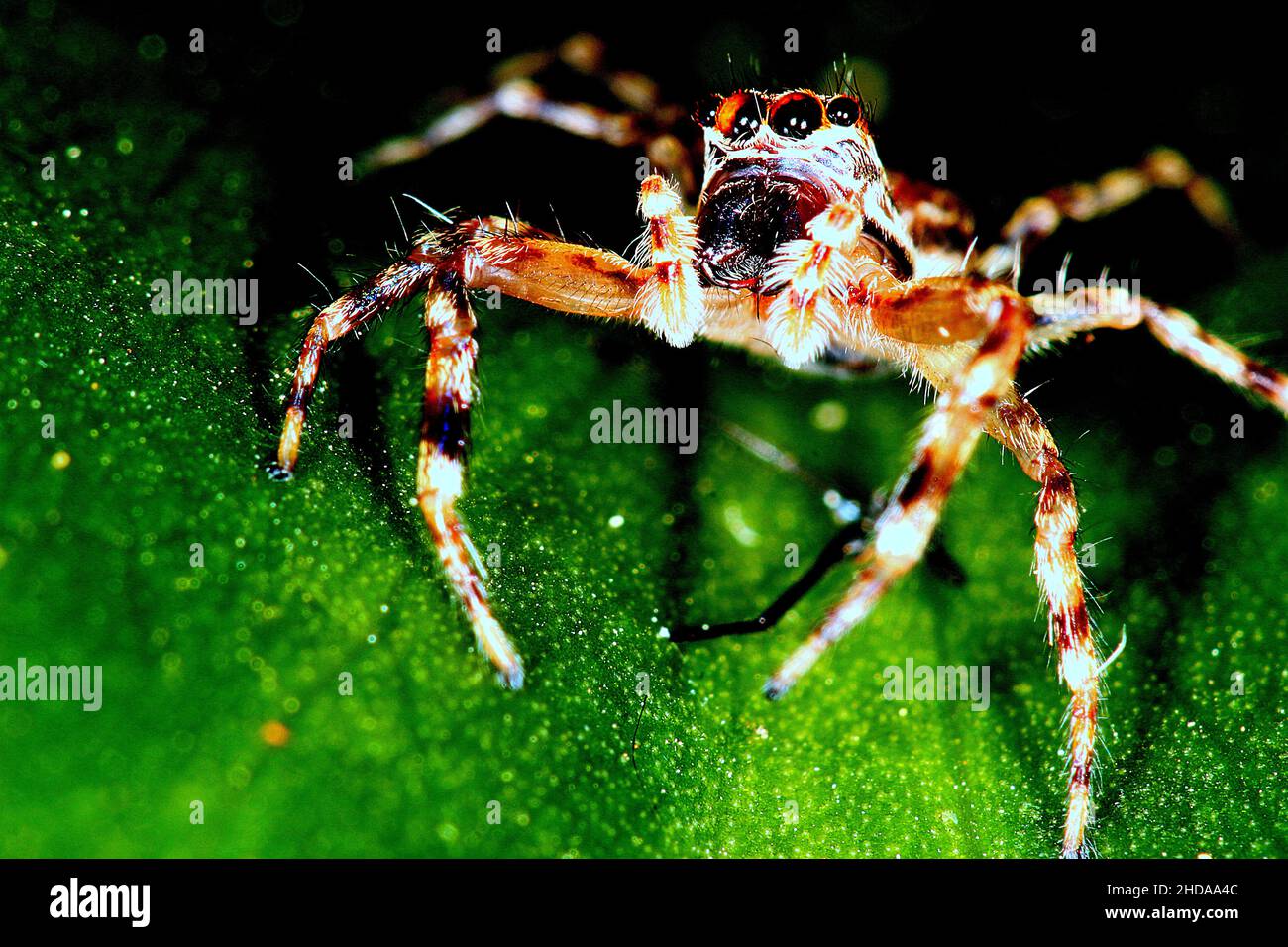 Bronze hopper jumping spider (Helpis minitabunda) eating prey Stock Photo Alamy