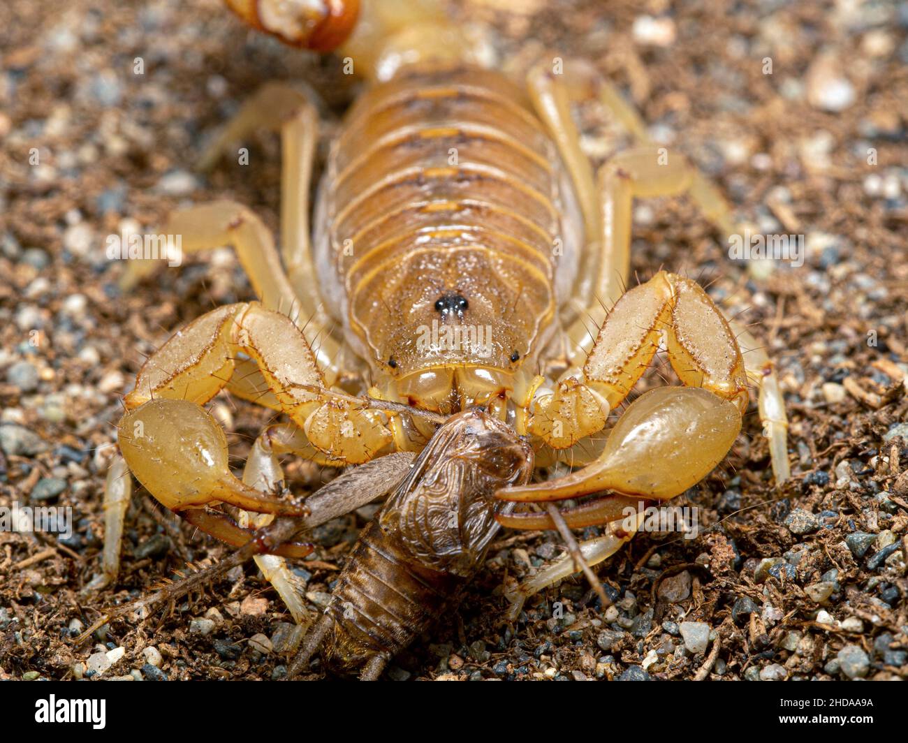 Hoffmannius hires stock photography and images Alamy