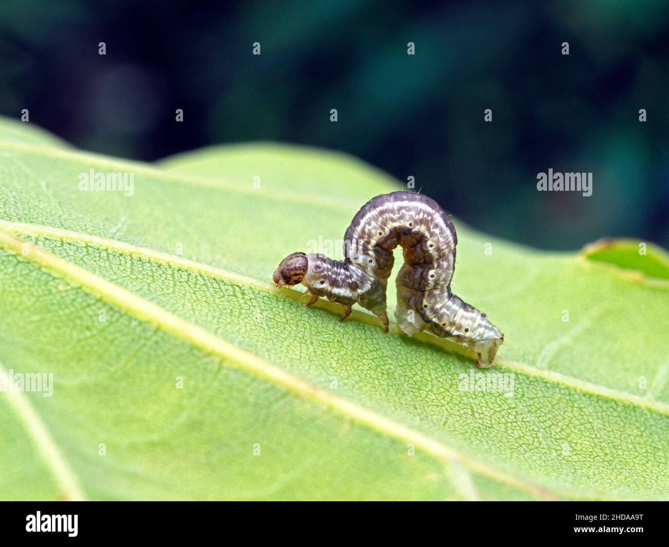 P1010080 Purple and white inchworm (Geometrid moth larva) cECP 2019 Stock Photo