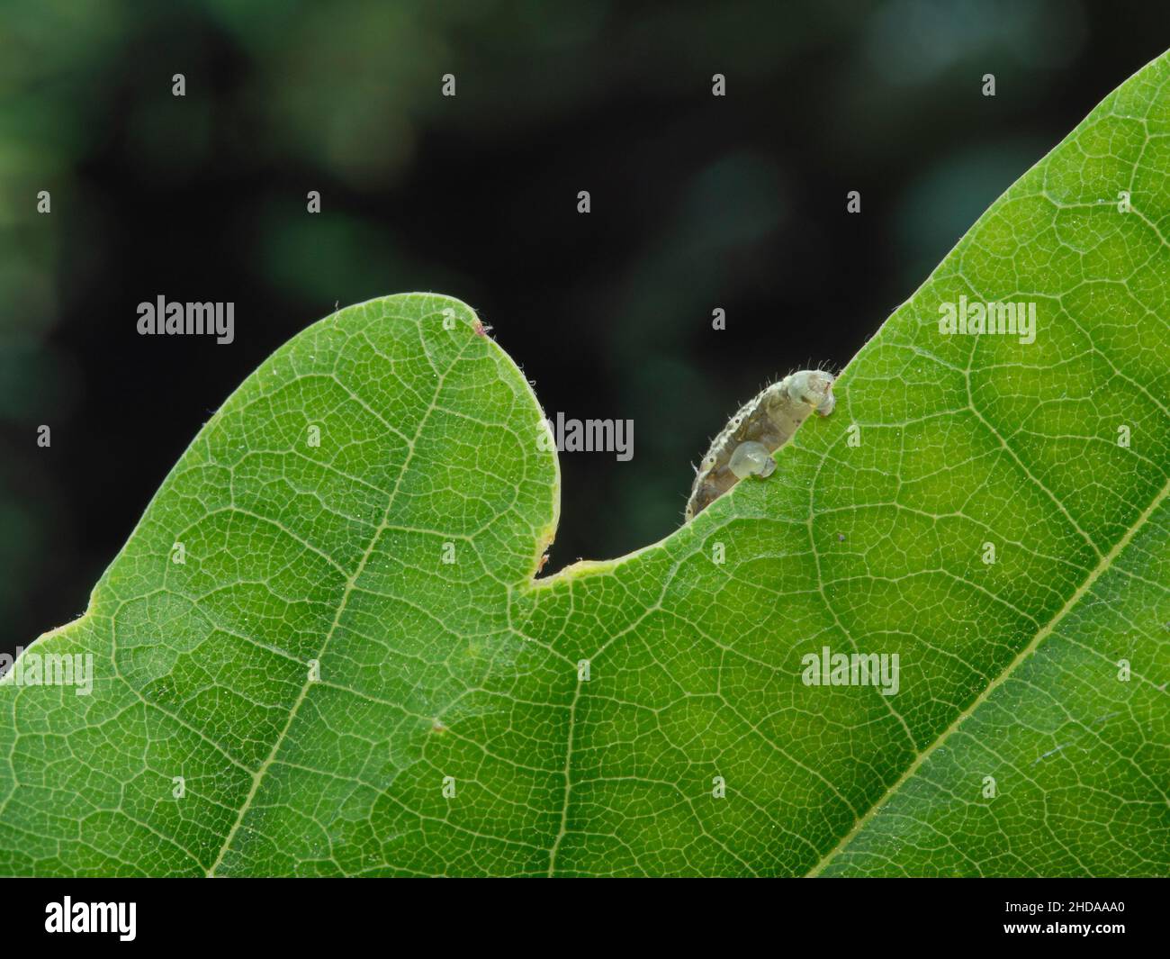 P1010064 inchworm (Geometrid moth larva) hiding behind leaf cECP 2019 Stock Photo