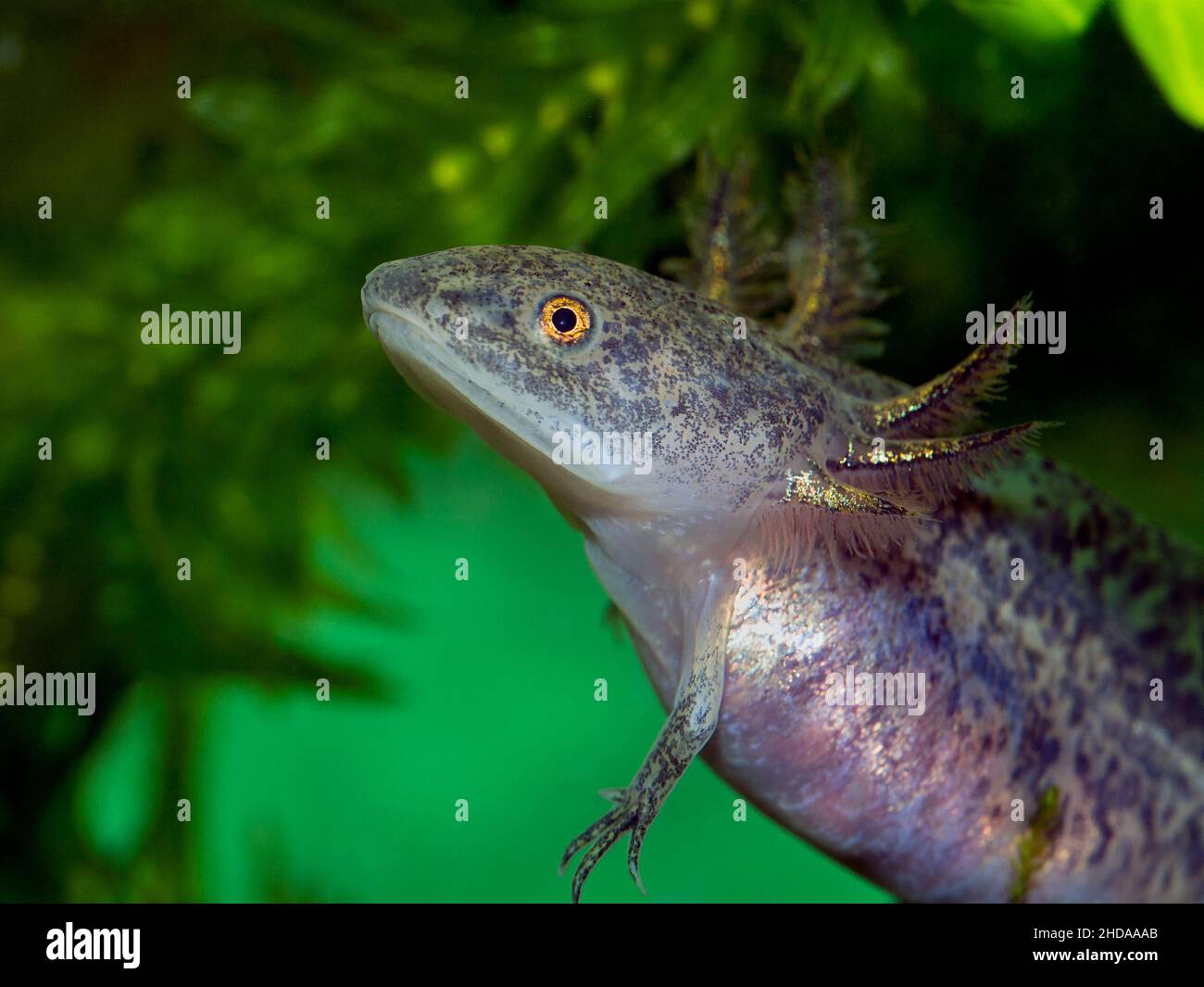 axolotl salamander, Ambystoma mexicanum, cECP 2018 Stock Photo