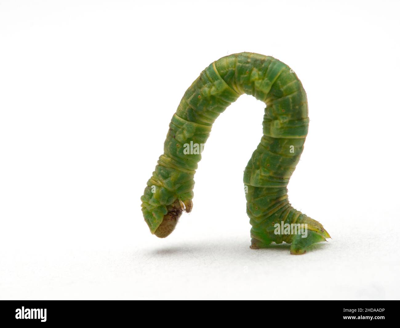 P6040223 Green Geometrid moth caterpillar (looper or inchworm), isolated, cECP 2016 Stock Photo