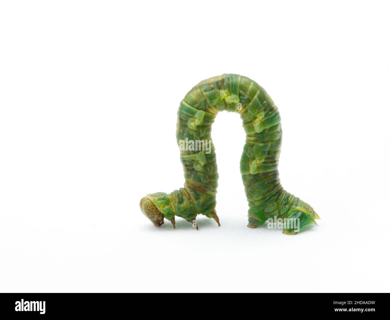 Inchworm Cut Out Stock Images & Pictures - Alamy