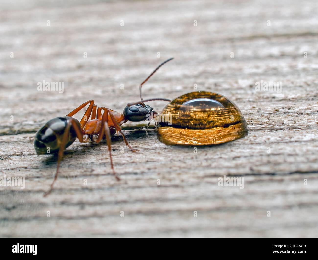 wood ant, Formica species, drinking syrup, cECP 2014 Stock Photo Alamy