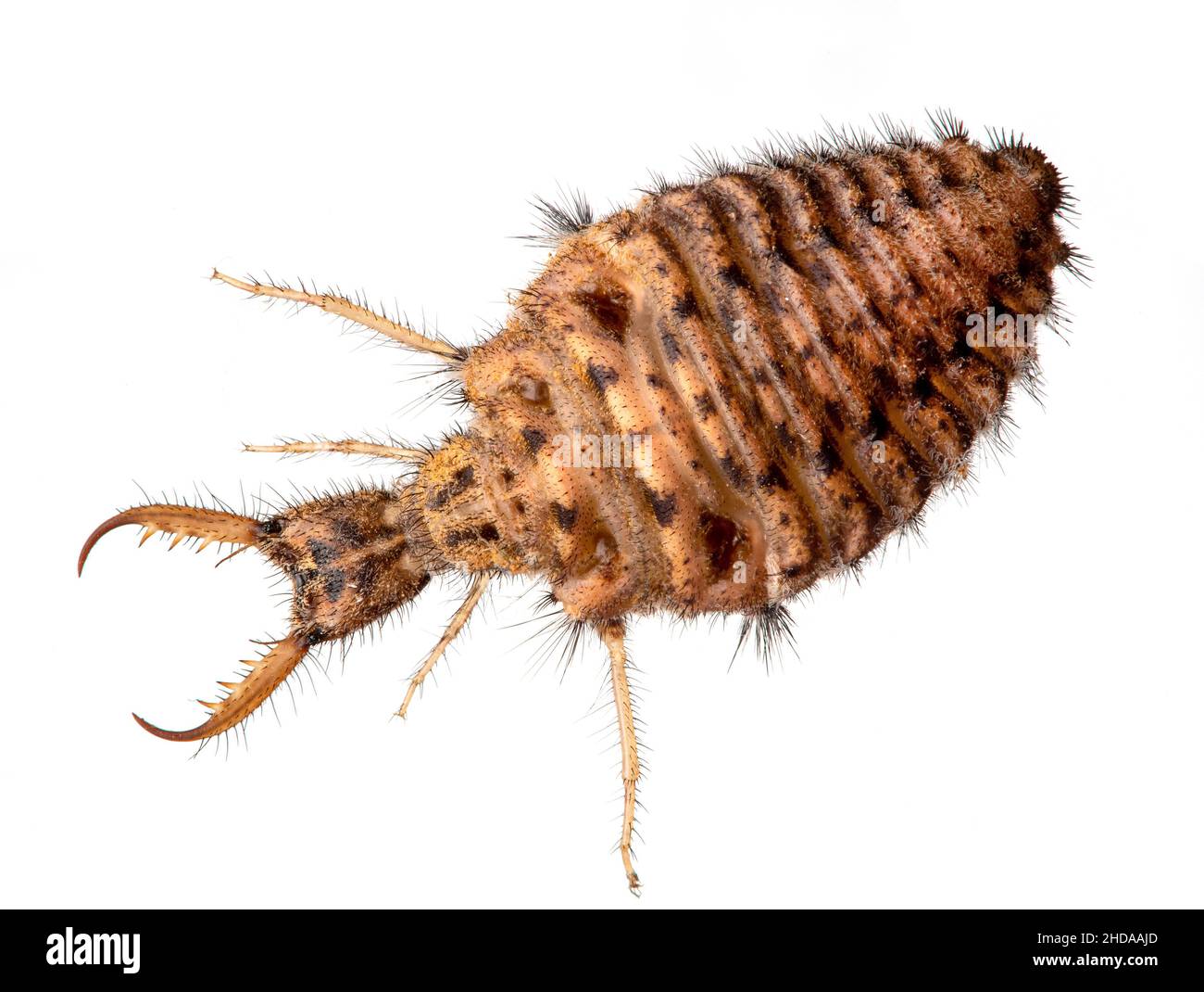 ant lion, Brachynemurus ferox, from above, isolated, cECP 2018 Stock Photo