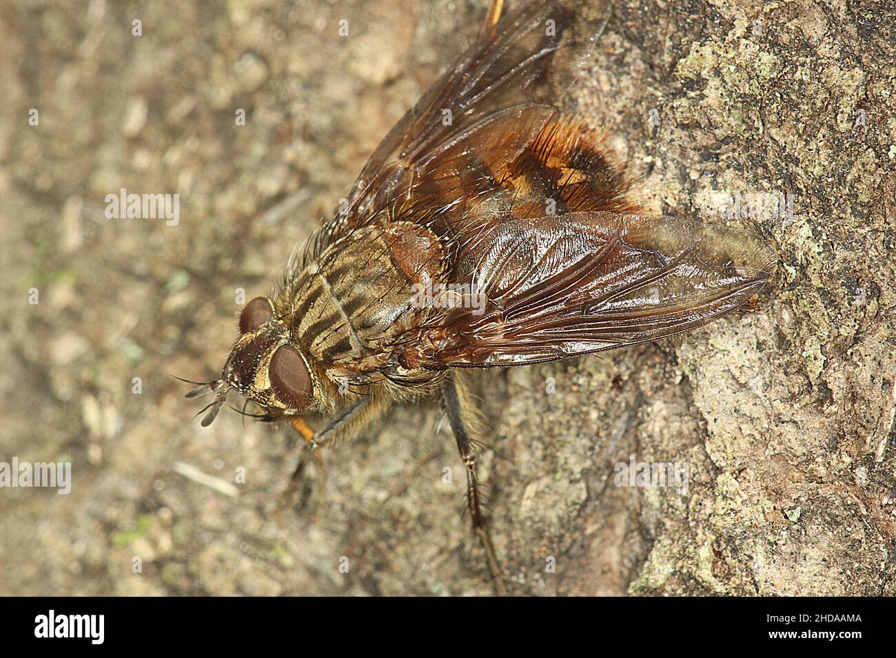 Trachinidae hires stock photography and images Alamy