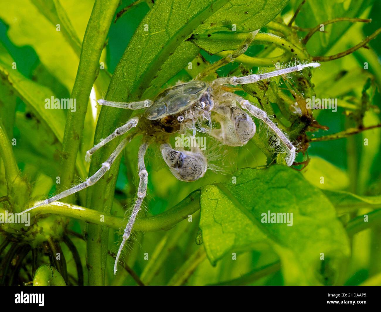 freshwater Thai micro crab, Limnopilos naiyanetri, cECP 2013 Stock