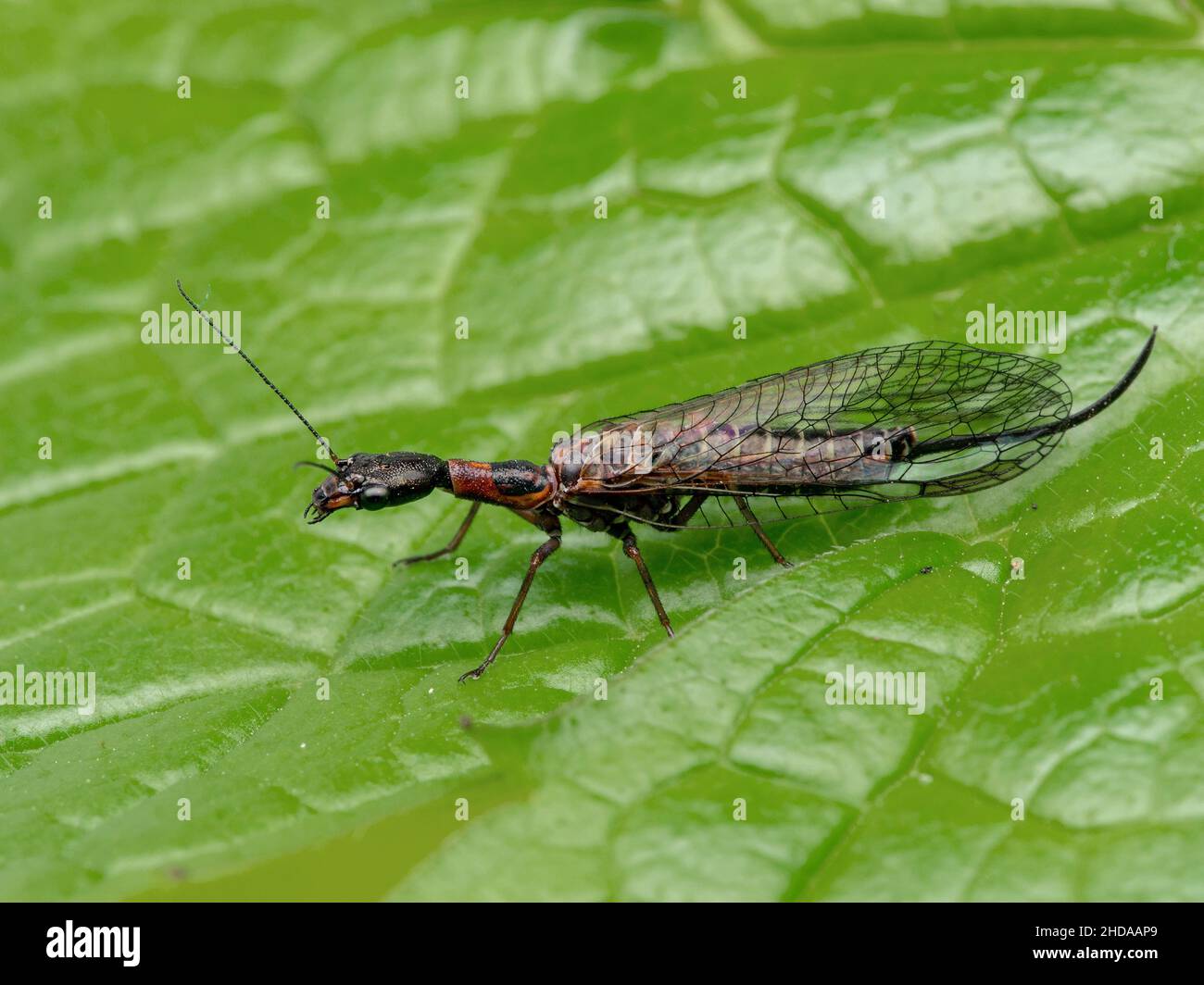 P1010007 side view of a female snakefly, Agulla adnixa, on a leaf cECP 2019 Stock Photo