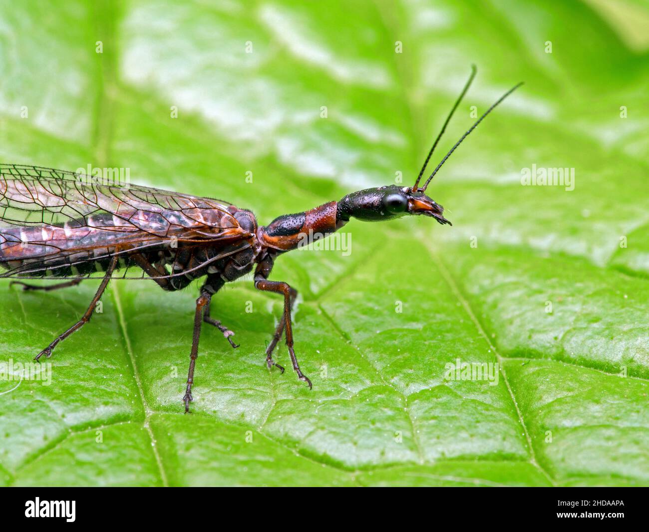 close-up of a female snakefly, Agulla adnixa, cECP 2019 Stock Photo