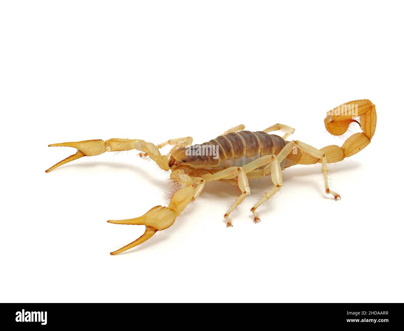 giant desert hairy scorpion, Hadrurus arizonensis, isolated, cECP 2012 Stock Photo