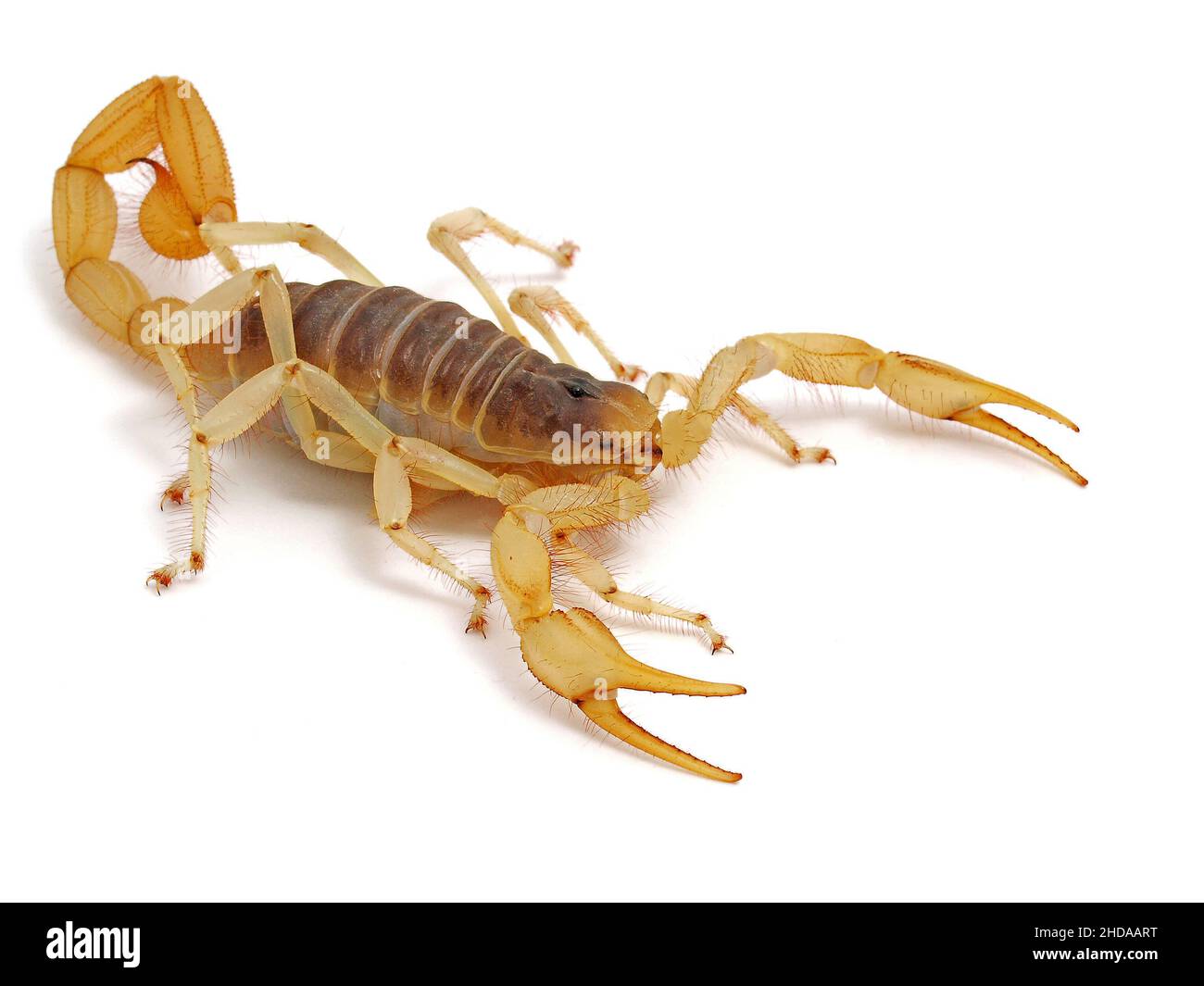 giant desert hairy scorpion, Hadrurus arizonensis, from above, isolated, cECP 2012 Stock Photo