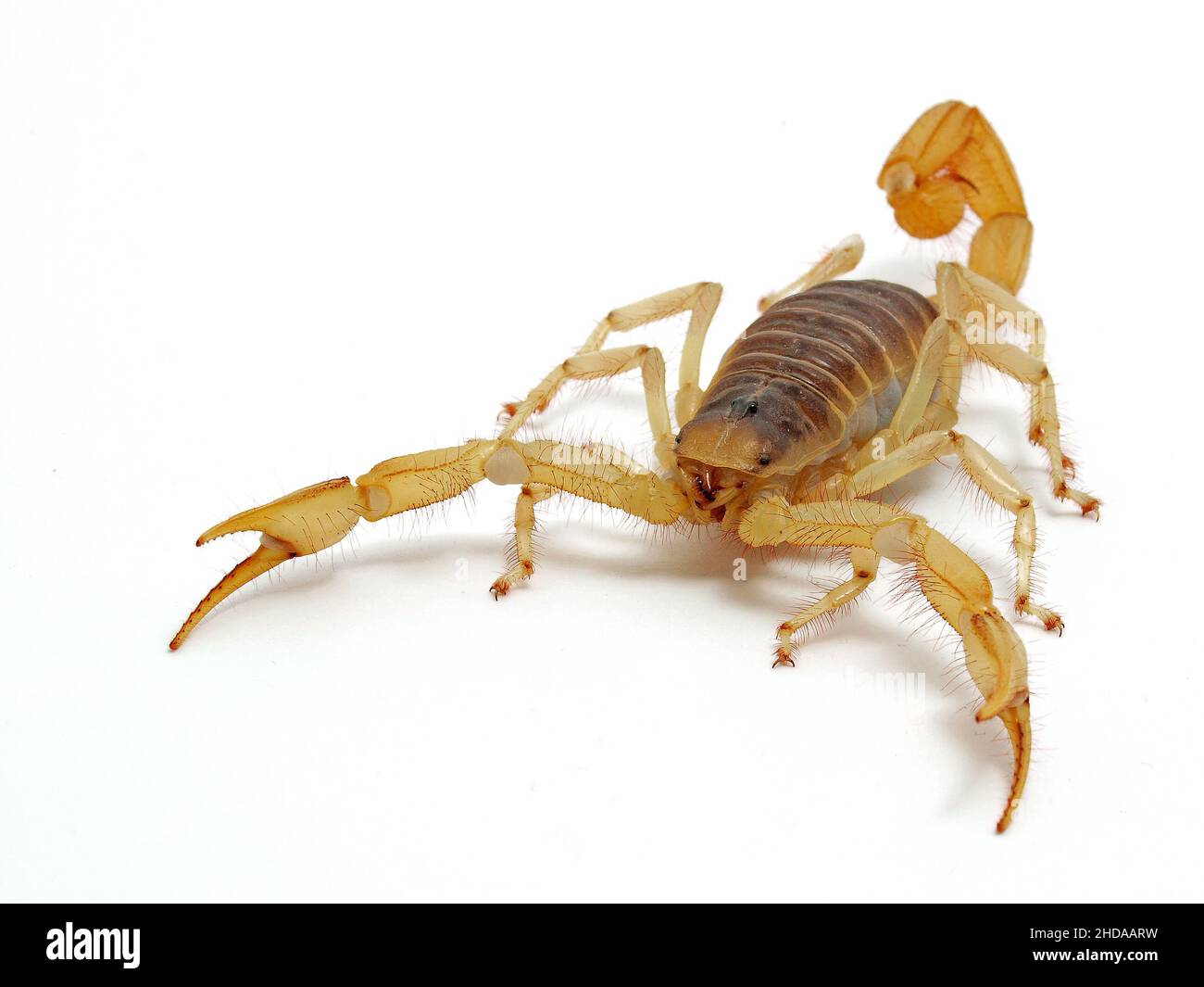 front view of a giant desert hairy scorpion, Hadrurus arizonensis, isolated, cECP 2012 Stock Photo