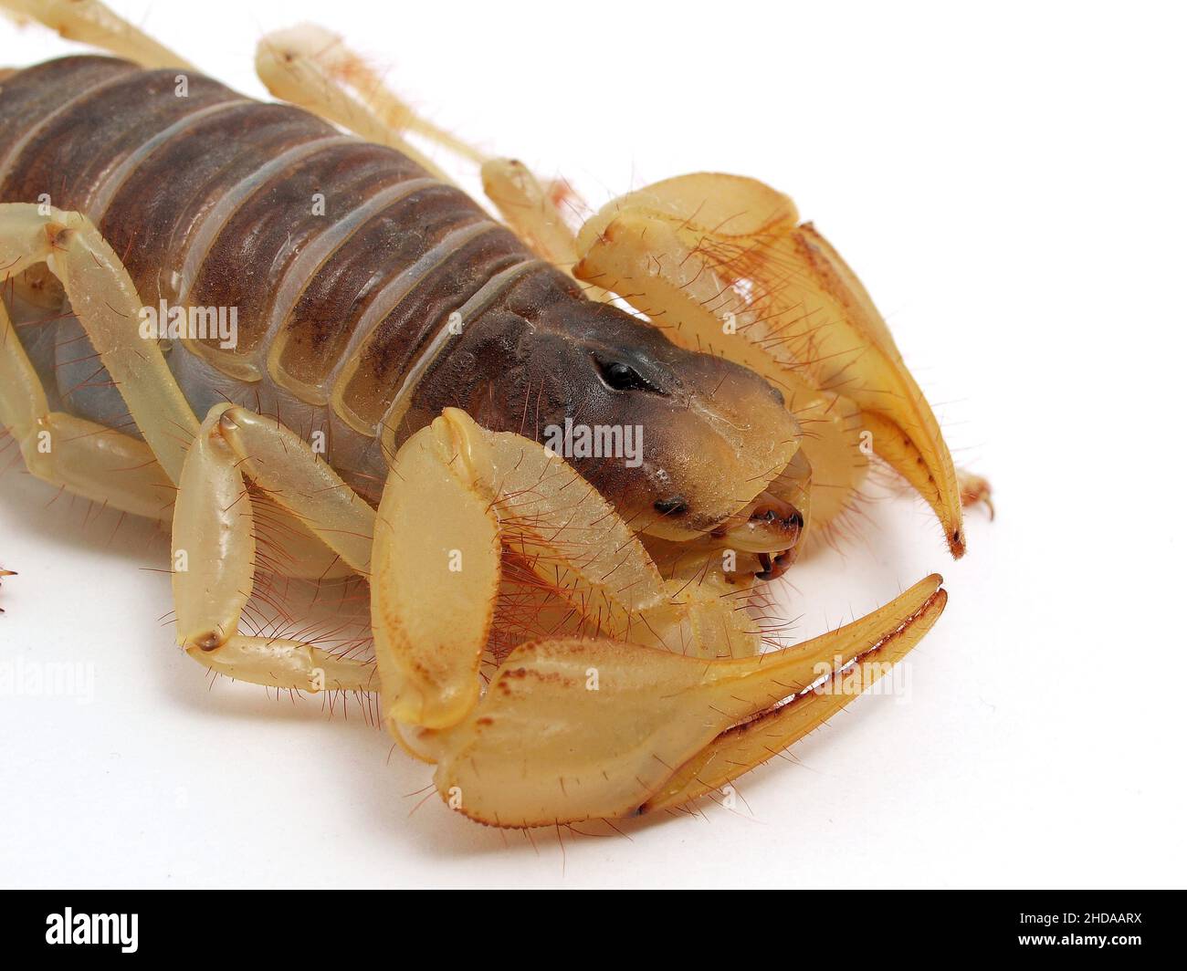 close-up of a giant desert hairy scorpion, Hadrurus arizonensis, isolated, cECP 2012 Stock Photo