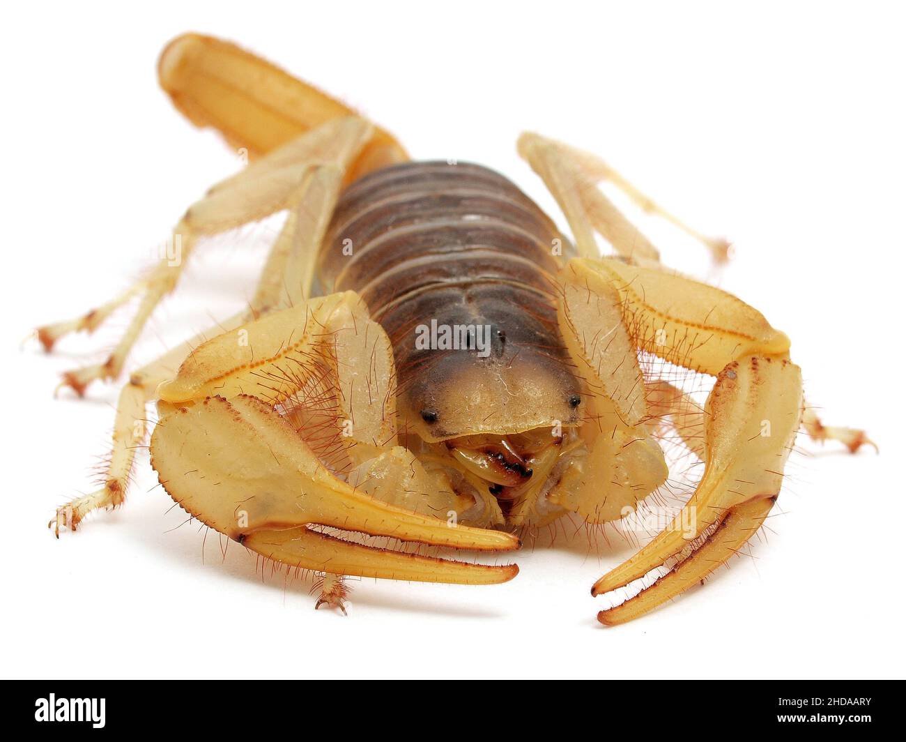close-up of the front of a giant desert hairy scorpion, Hadrurus arizonensis, isolated, cECP 2012 Stock Photo