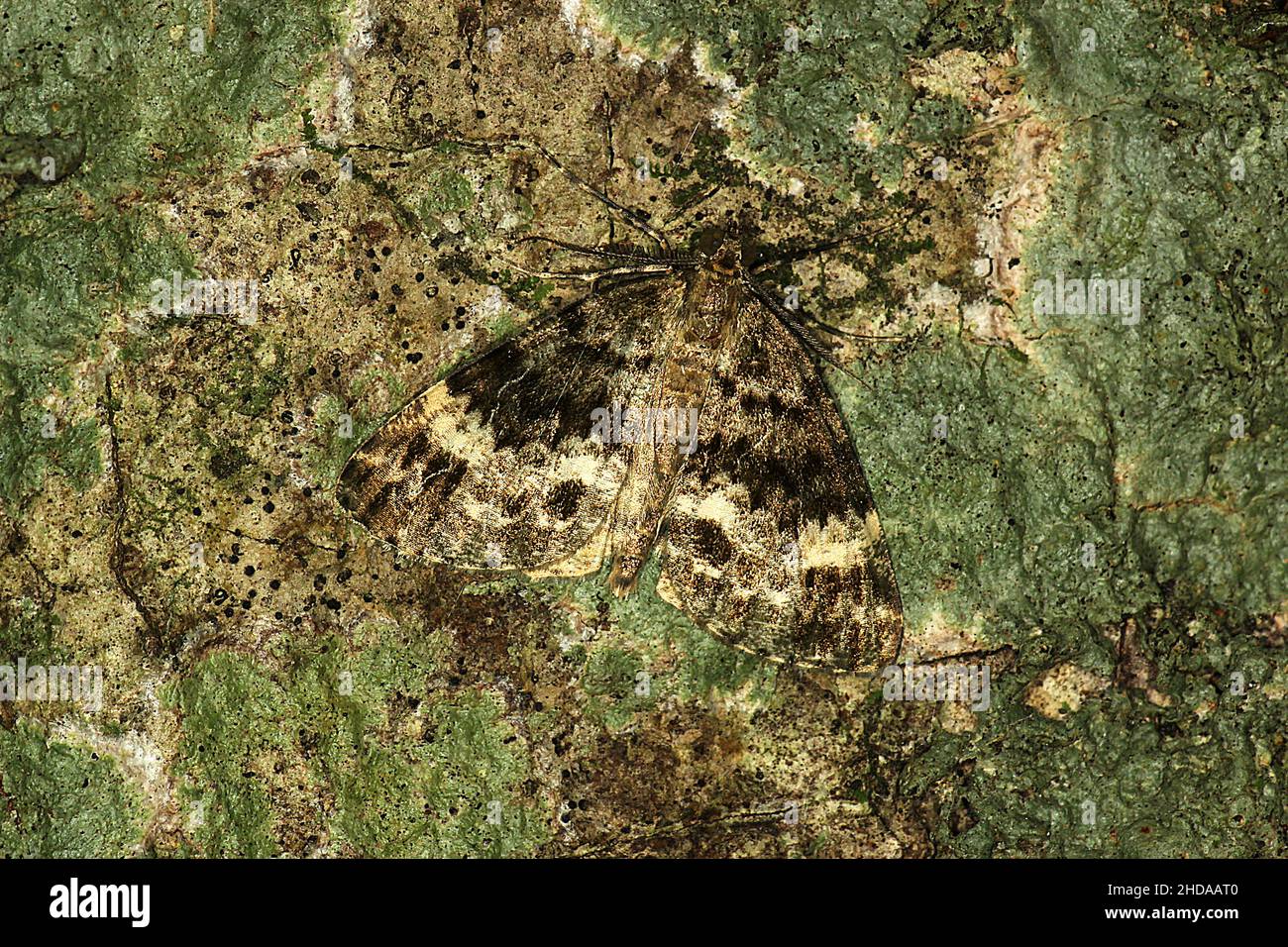 New Zealand geometer moth (Pseudocoremia indistincta) on lichen covered tree trunk Stock Photo