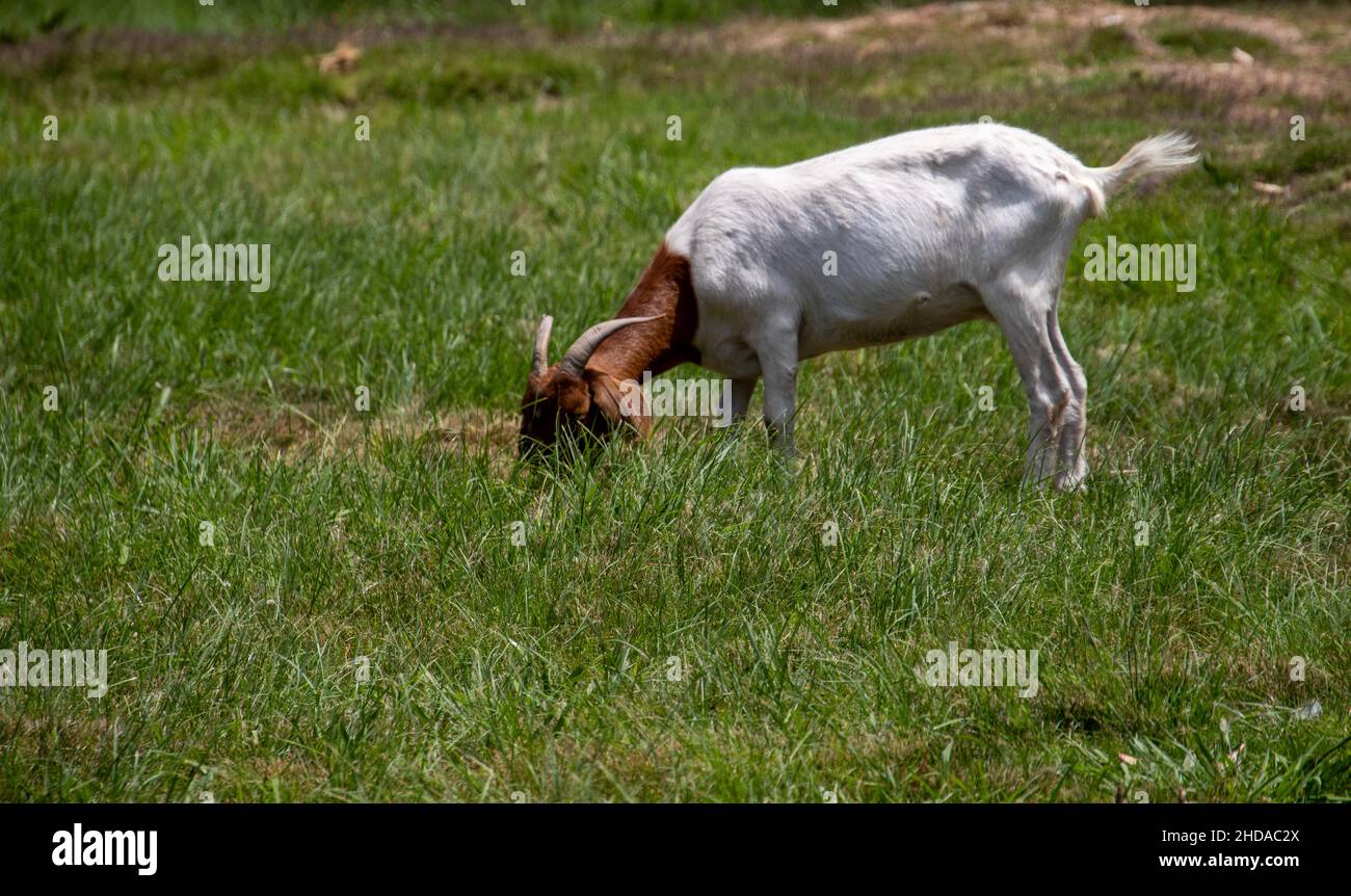 A brown and white billy goat forages in a meadow Stock Photo