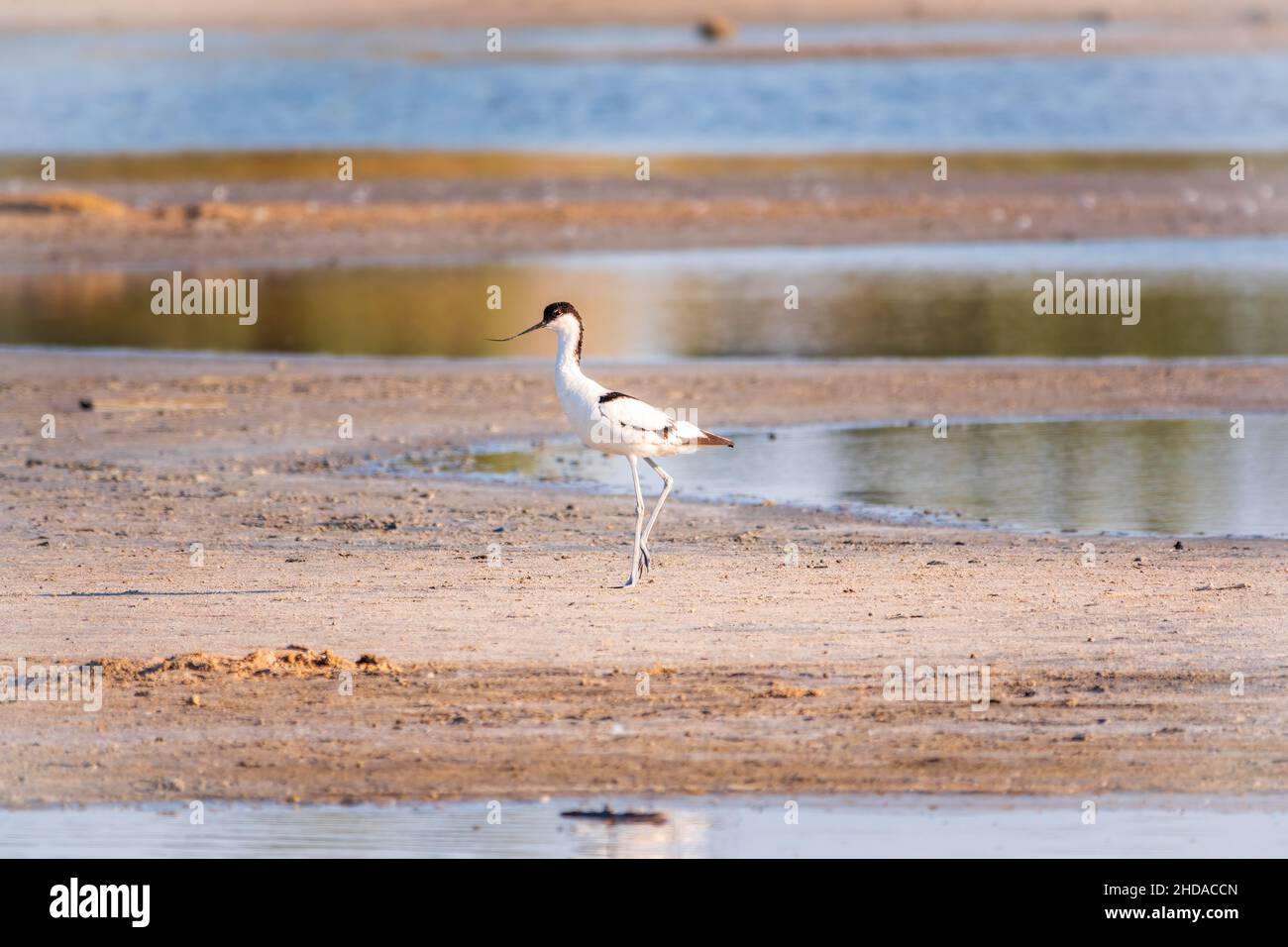 The pied avocet, Recurvirostra avosetta, is a large black and white ...
