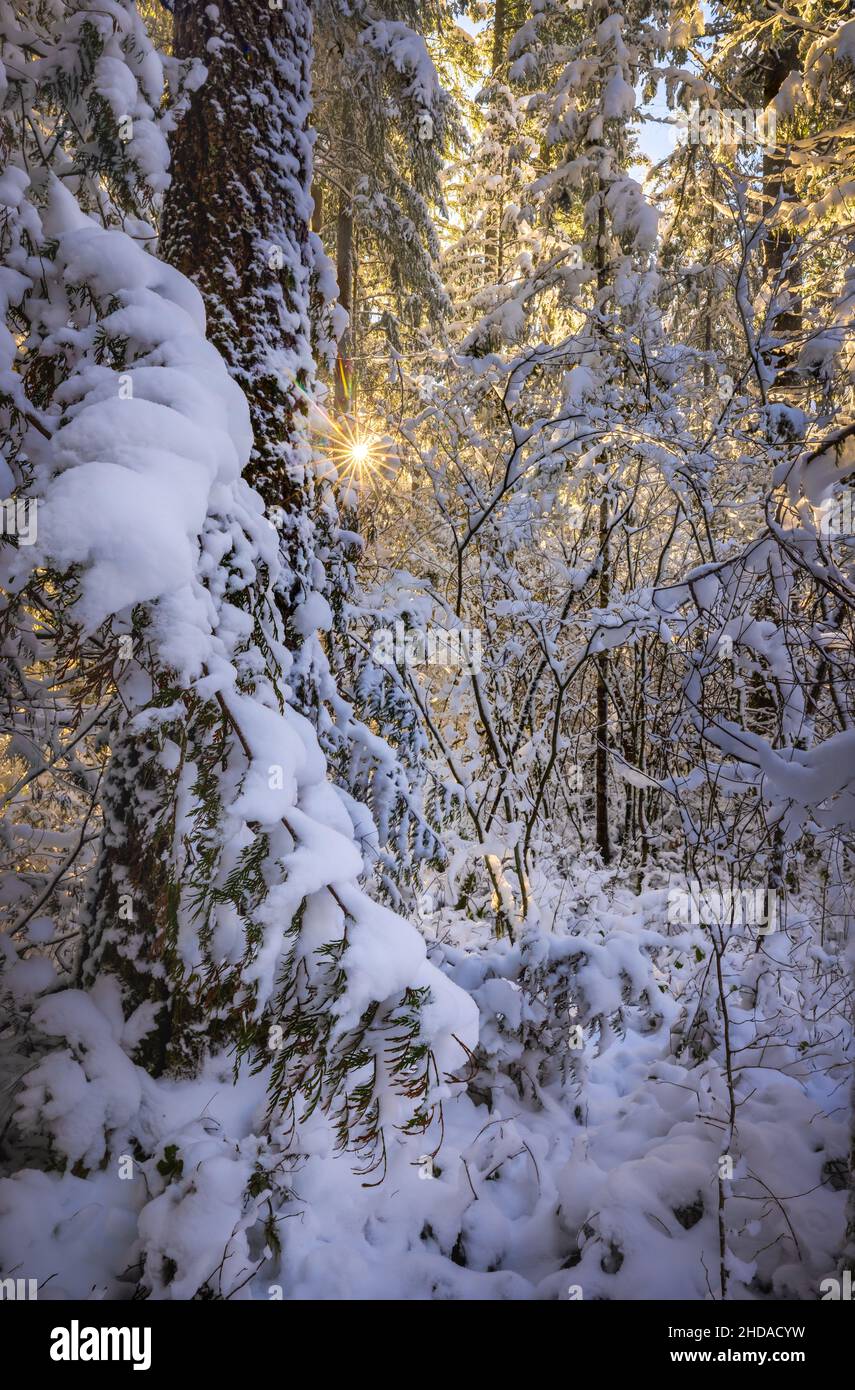 Forest in North Bend, Washington state, in winter Stock Photo