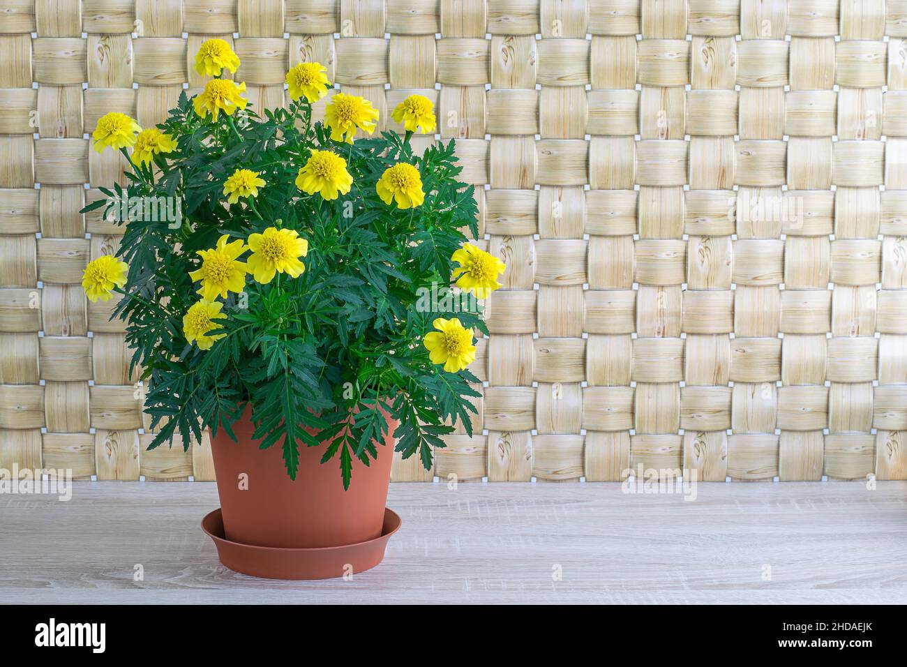 Fresh bush of yellow marigolds in the interior, wicker background Stock Photo
