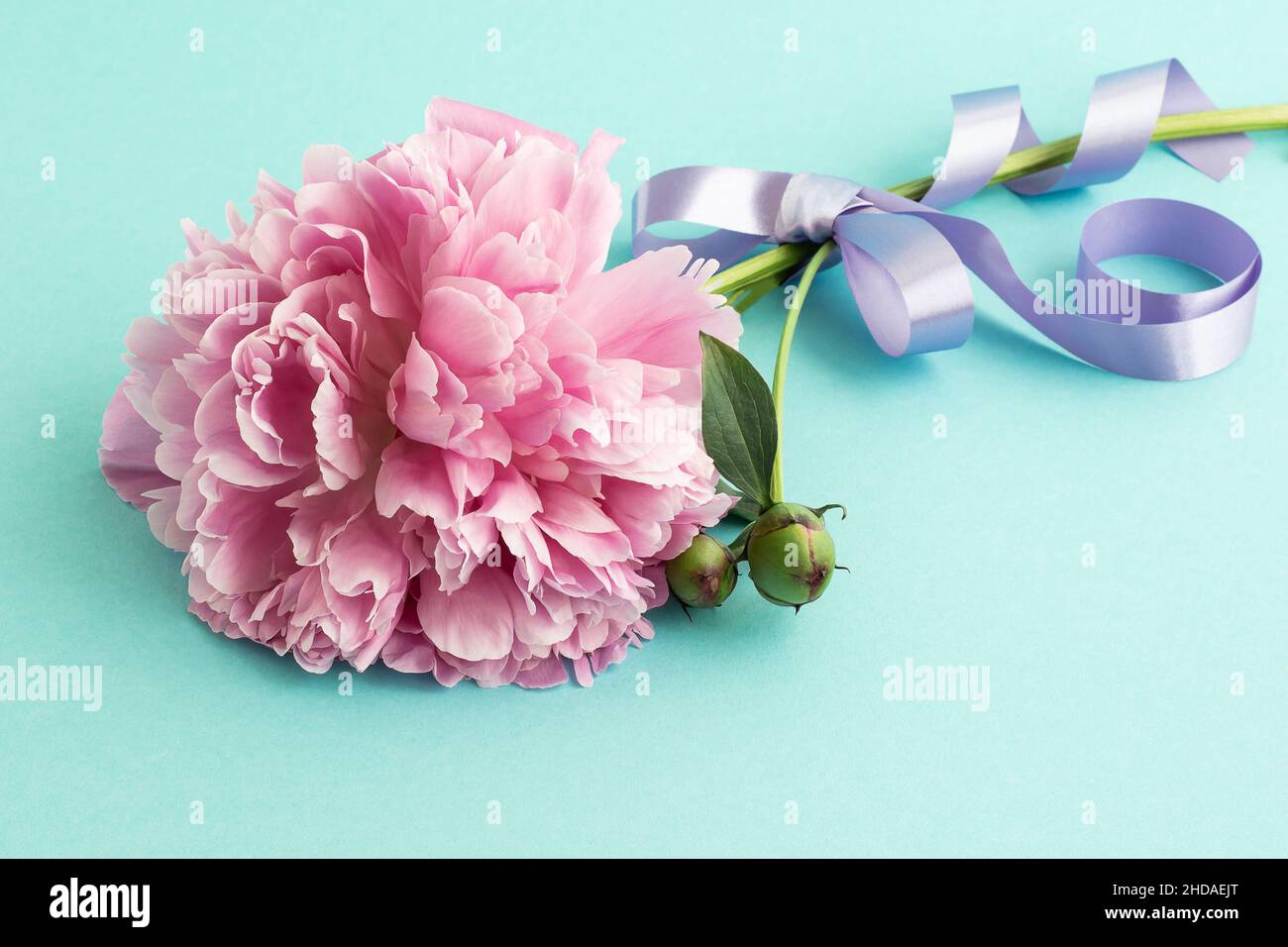 Pink peony with ribbon on blue background Stock Photo
