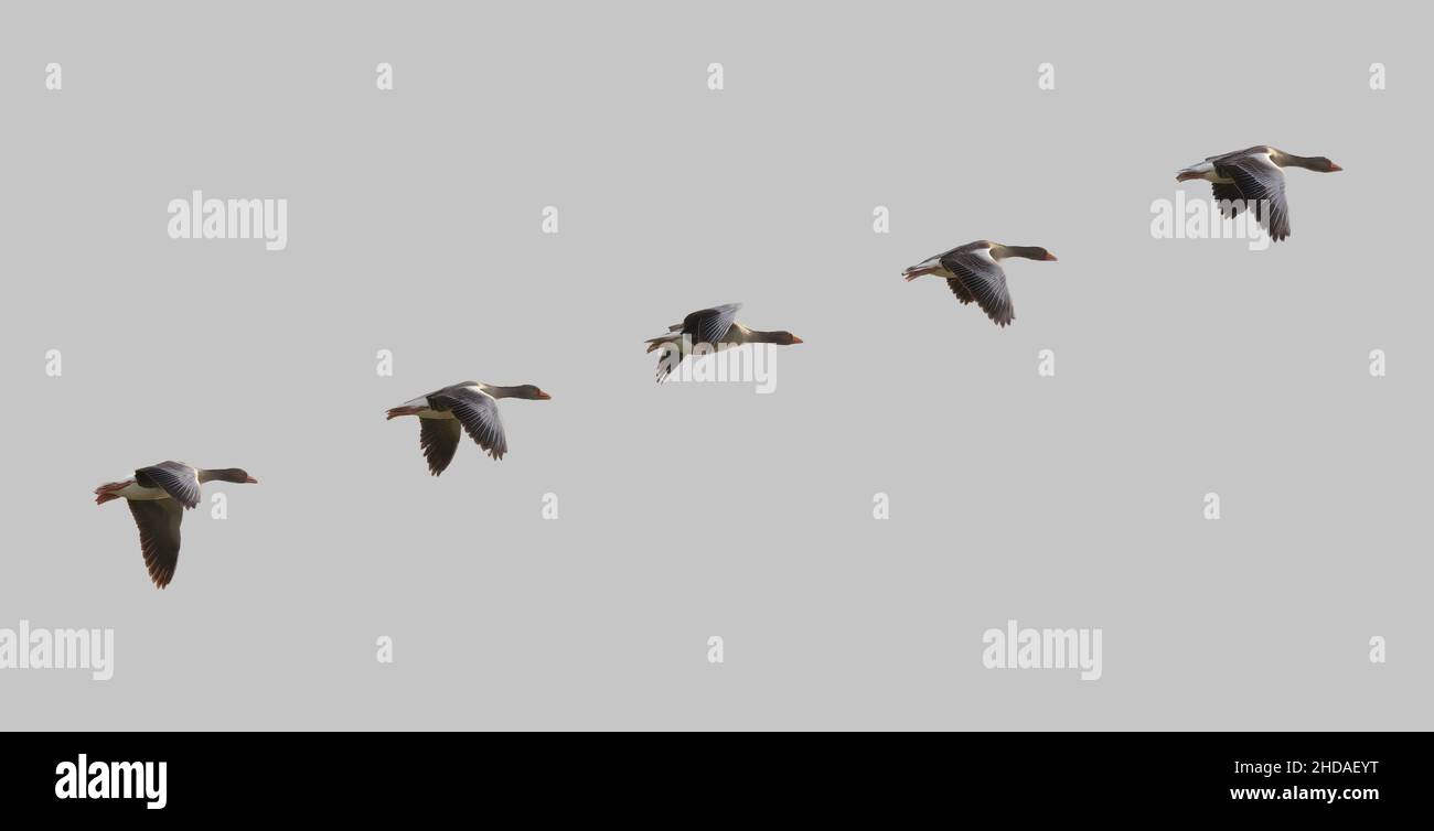 greylag geese flying in formation Stock Photo