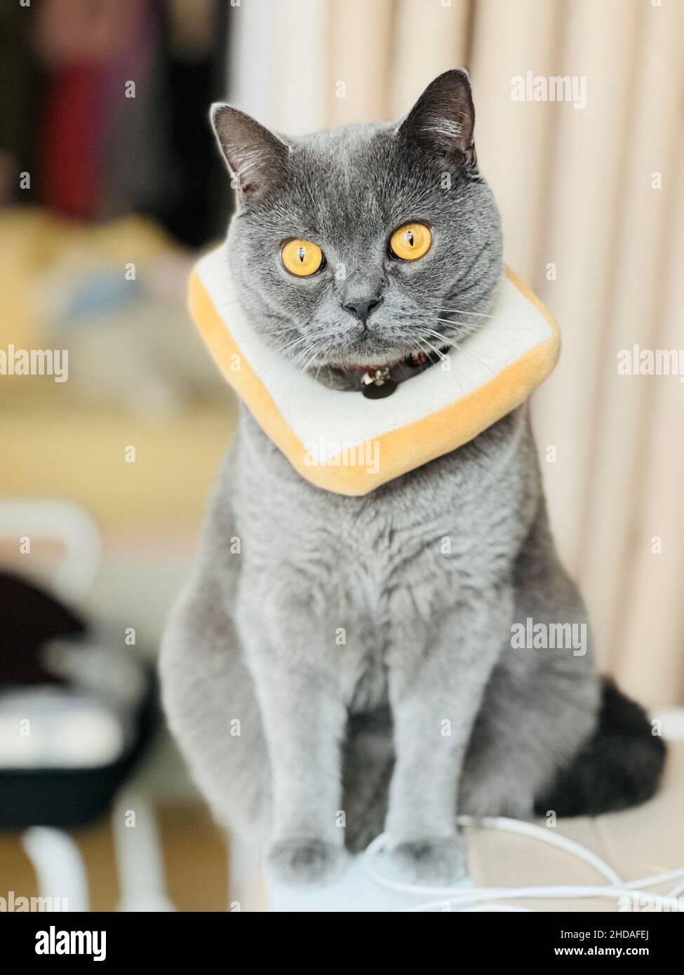 Vertical shot of an adorable gray cat with a funny bread collar and yellow eyes Stock Photo