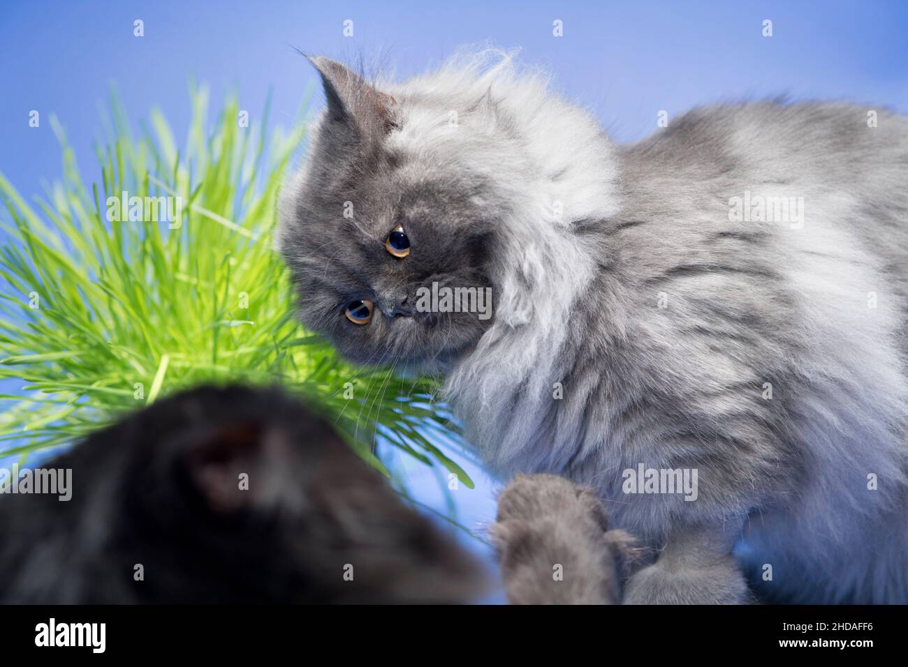 Funny grey cat looking angry at another cat. Stock Photo