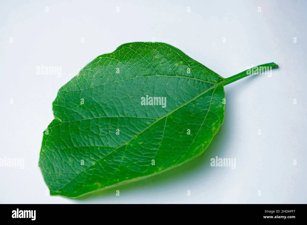 Ayurvedic Leaf of glue berry, Cordia dichotoma, Satara, Maharashtra, India Stock Photo