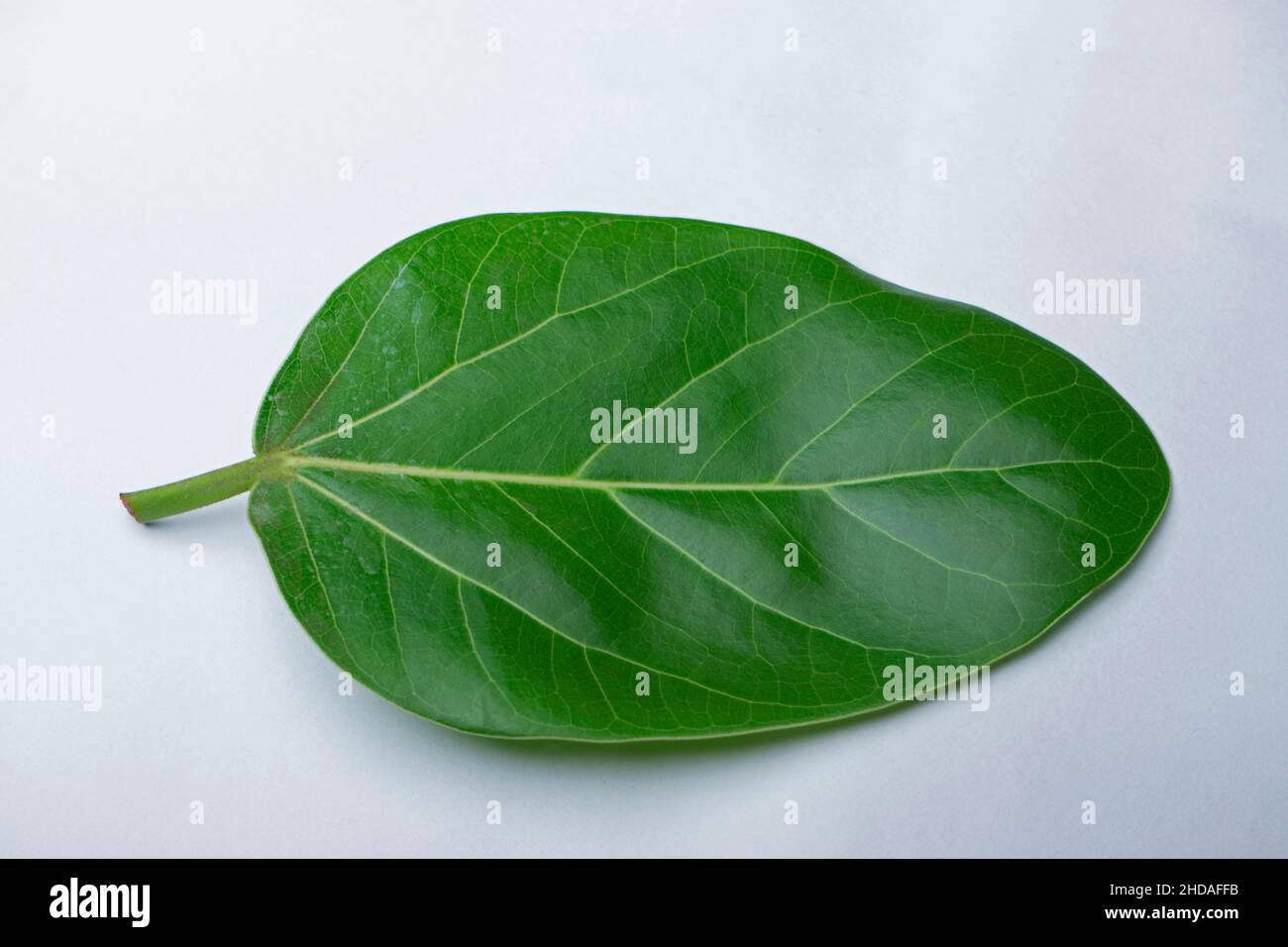 Leaf of banyan tree, Ficus americana The use of the banyan tree to treat infections of the gastrointestinal tract is very common Stock Photo