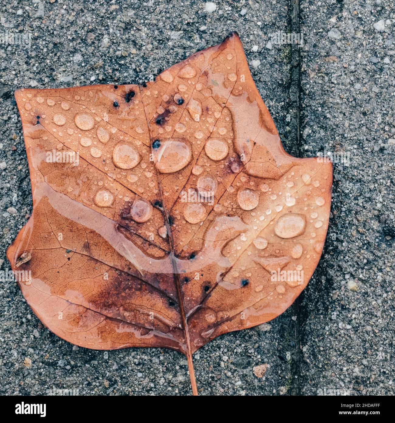 Rain drops covering a brown autumn leaf on a grey ground close up Stock Photo
