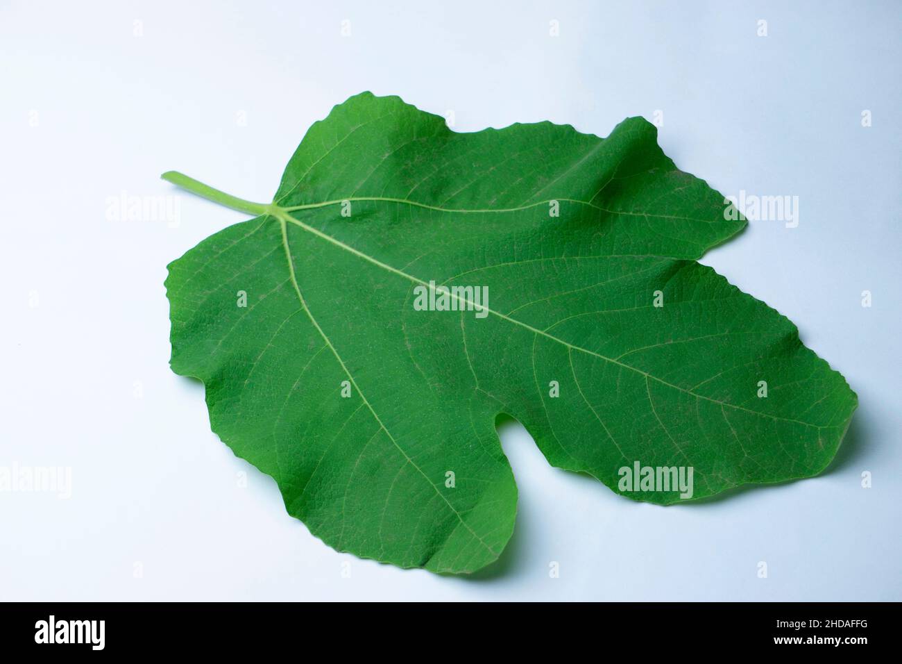 Leaf of fig tree, Ficus carica it leaves are used in traditional medicine to treat various ailments such as gastrointestinal, colic, indigestion Stock Photo