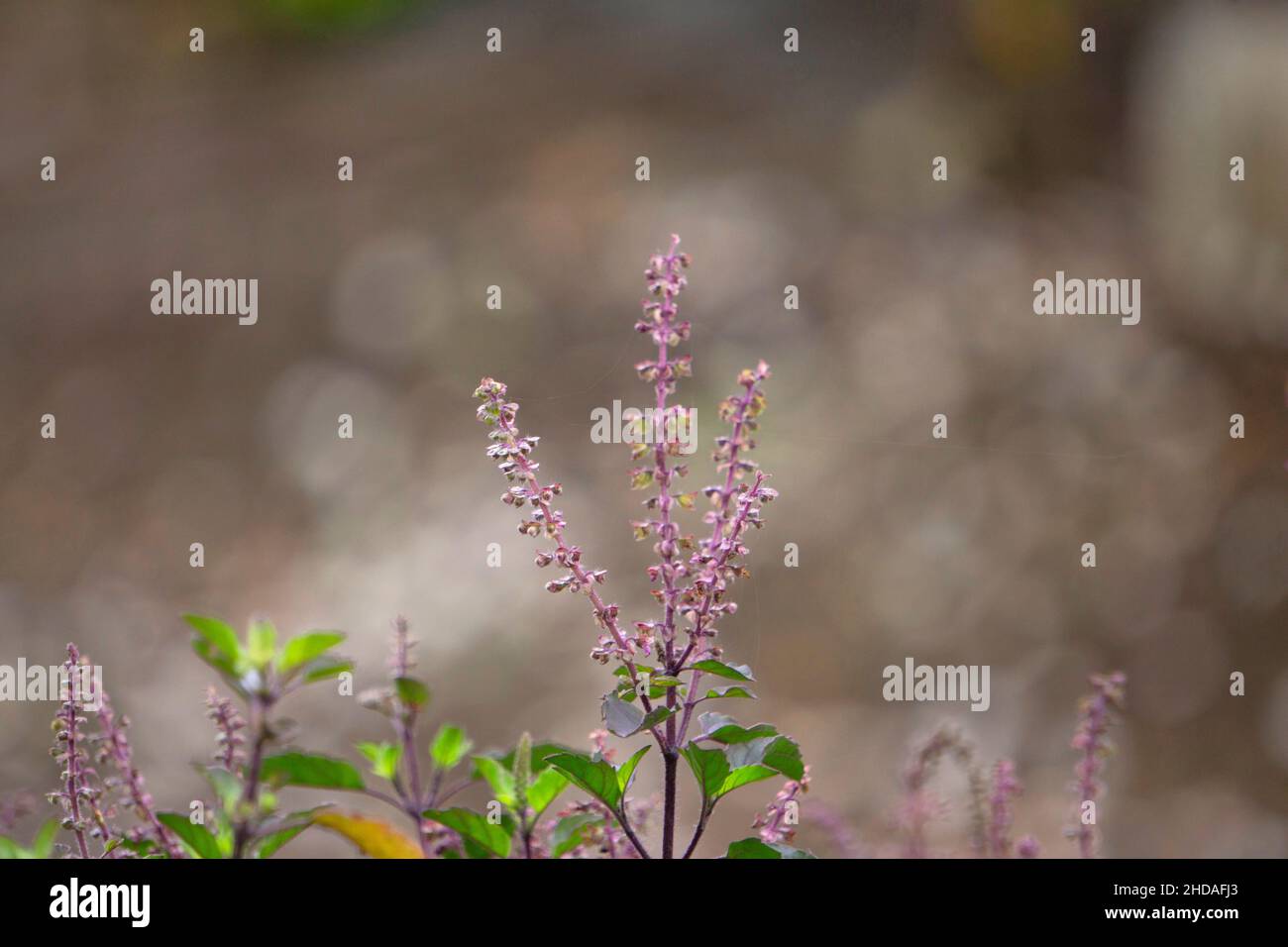 Ocimum sanctum holy basil hires stock photography and images Alamy