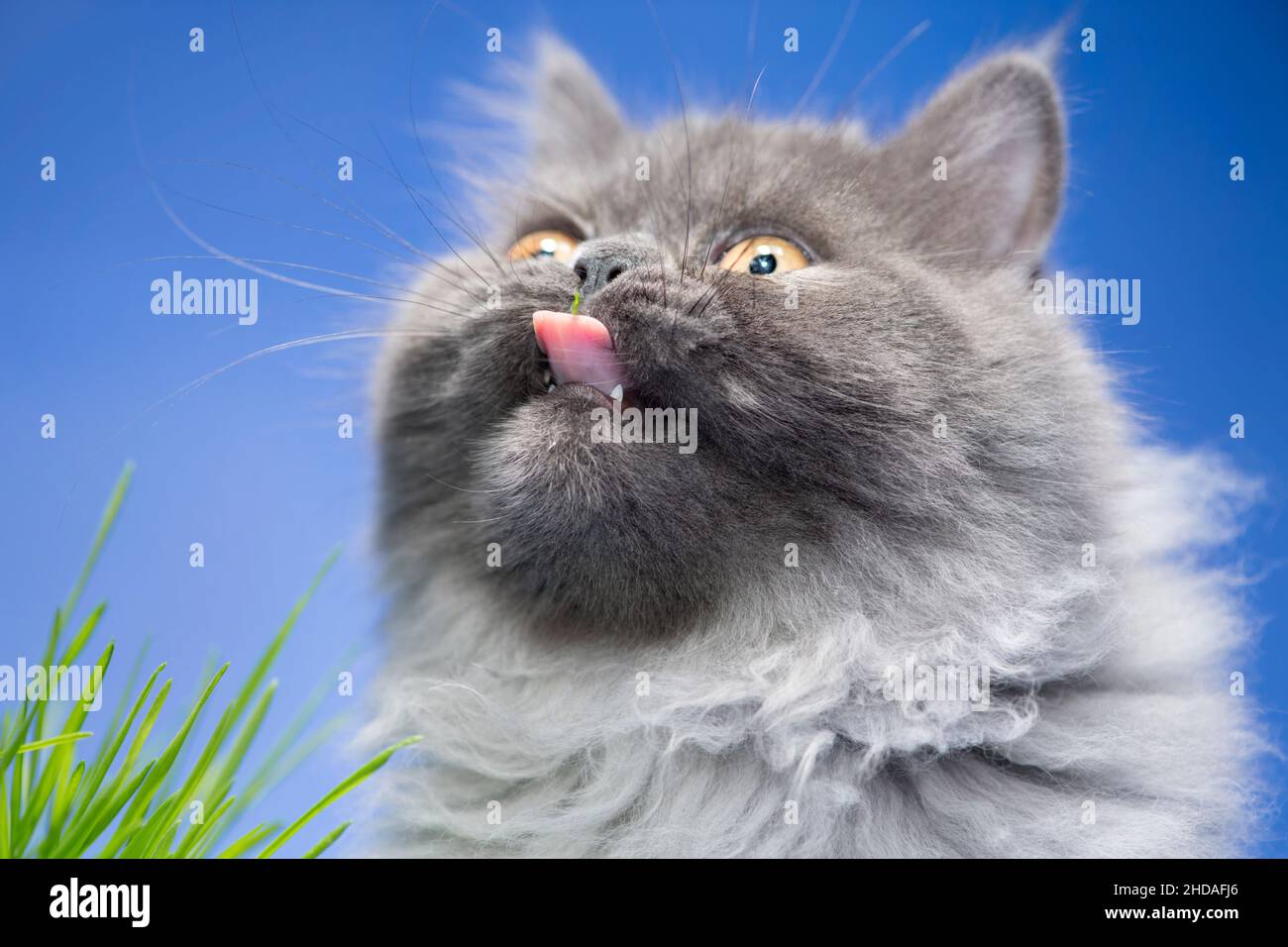 Funny close up portrait of a happy grey cat with his tongue out. Stock Photo