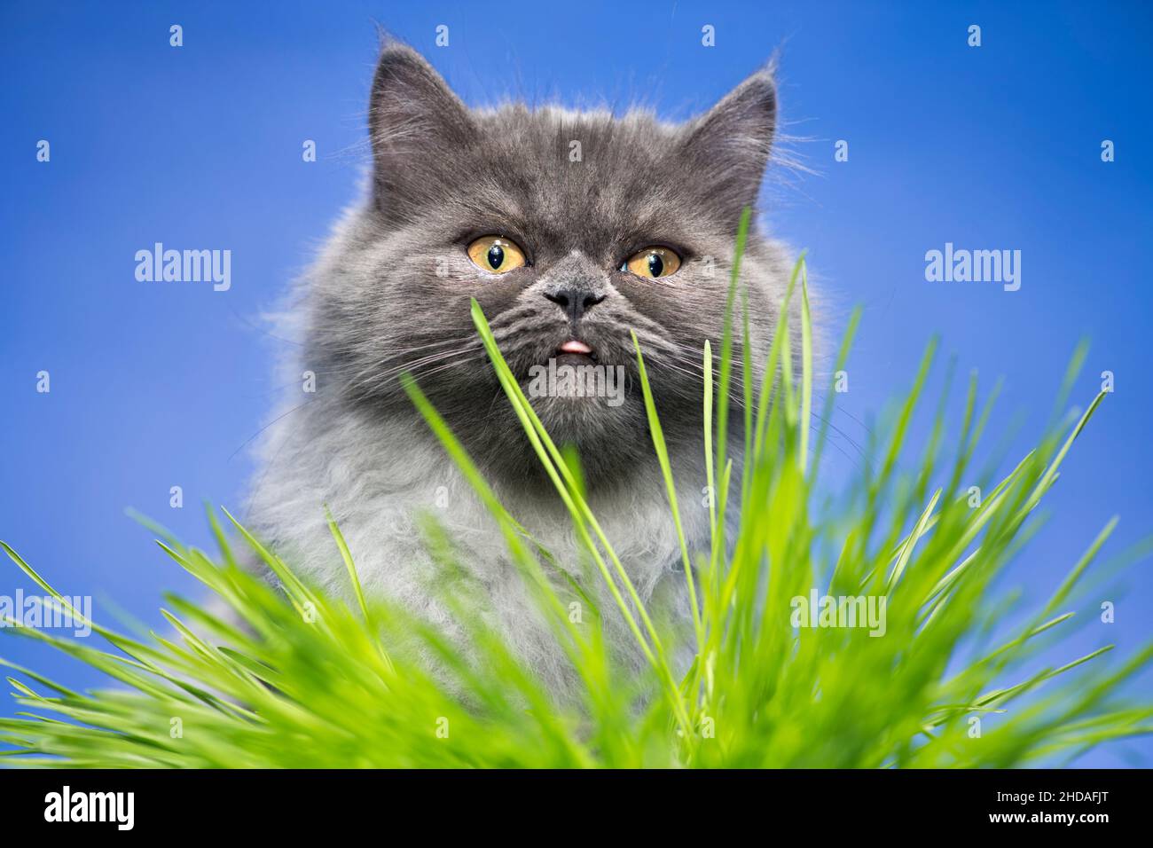Funny grey cat with his tongue out, looking through green blades of grass. Stock Photo