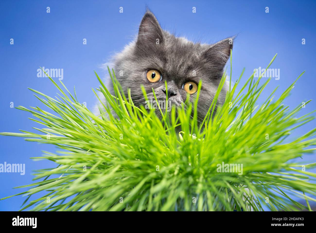 Cute grey cat looking at camera through blades of cat grass. Stock Photo