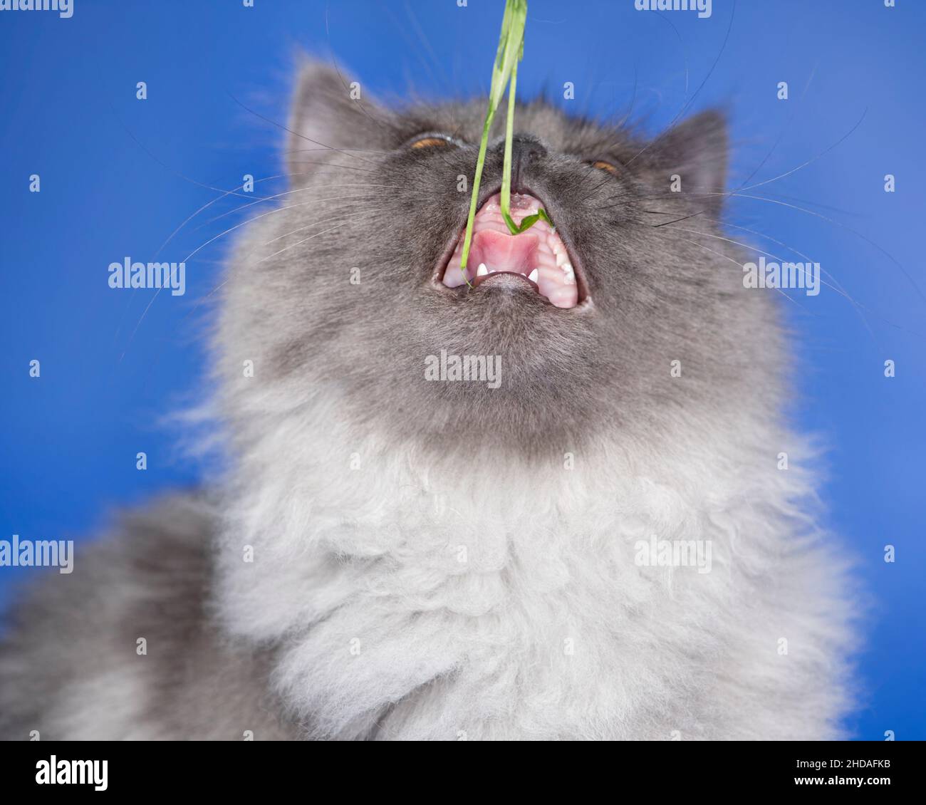 Hilarious cat taking a giant bite of a blade of cat grass, mouth wide open. Stock Photo