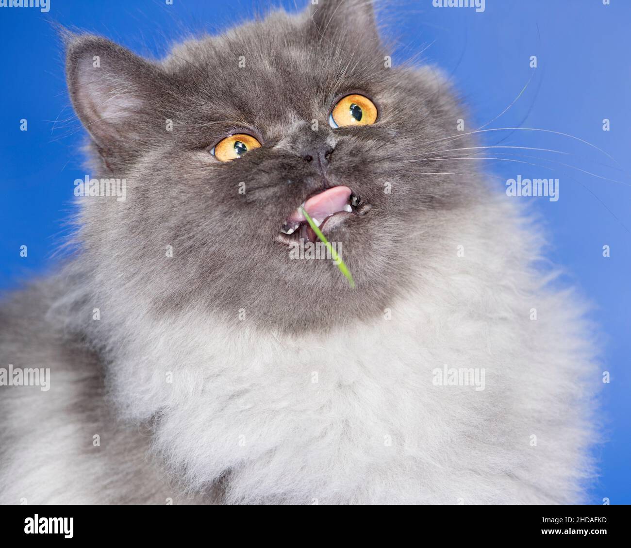 Funny close up of a cat chewing on a piece of cat grass, with his mouth open. Stock Photo