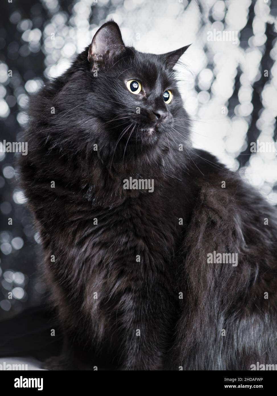 Pretty long haired black cat. Stock Photo