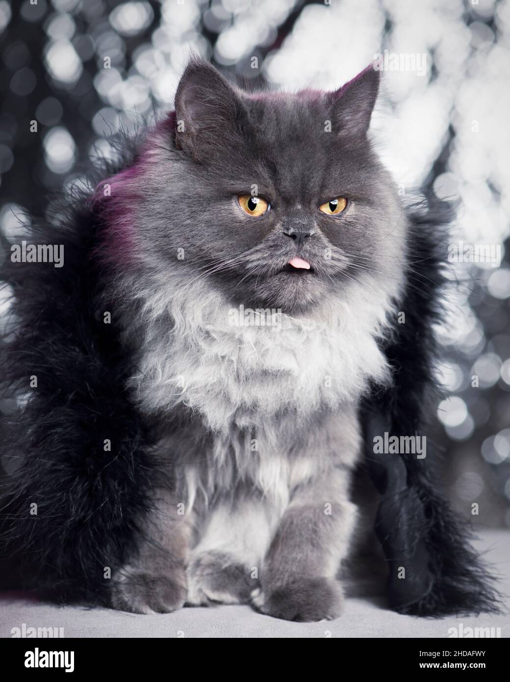 Funny glamorous grey cat wearing black feathers with his tongue out. Stock Photo