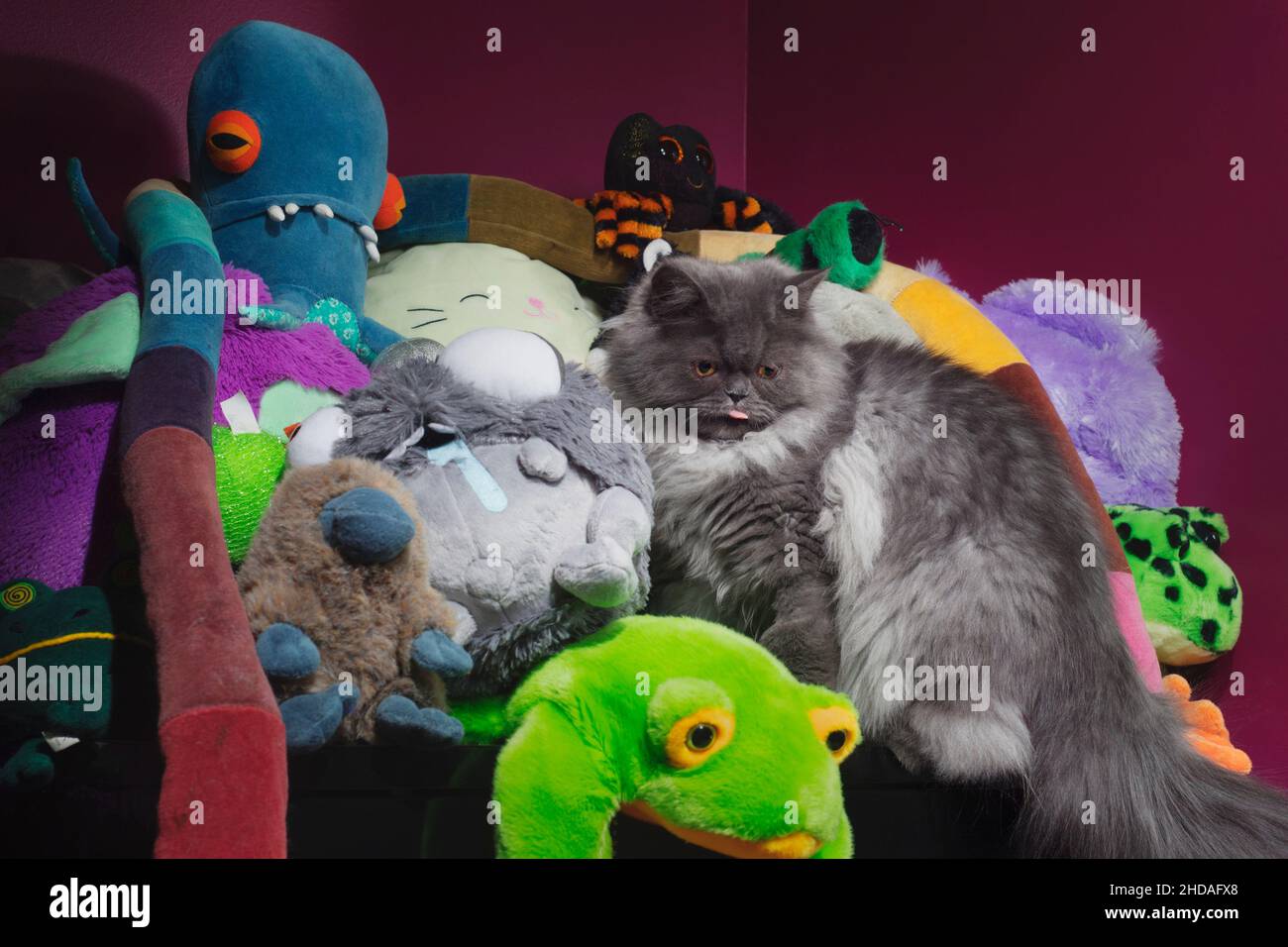 Cute fluffy grey cat with his tongue out, sitting in a pile of stuffed animals. Stock Photo