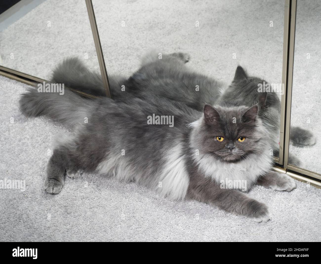 Pretty full body shot of a grey smoke cat lying against a mirror. Stock Photo