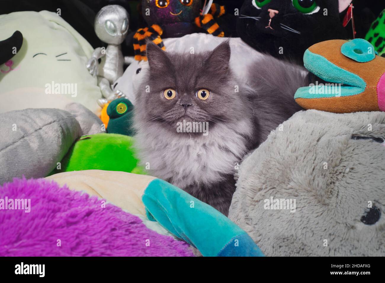 Cute fluffy grey cat sitting in a pile of stuffed animals. Stock Photo