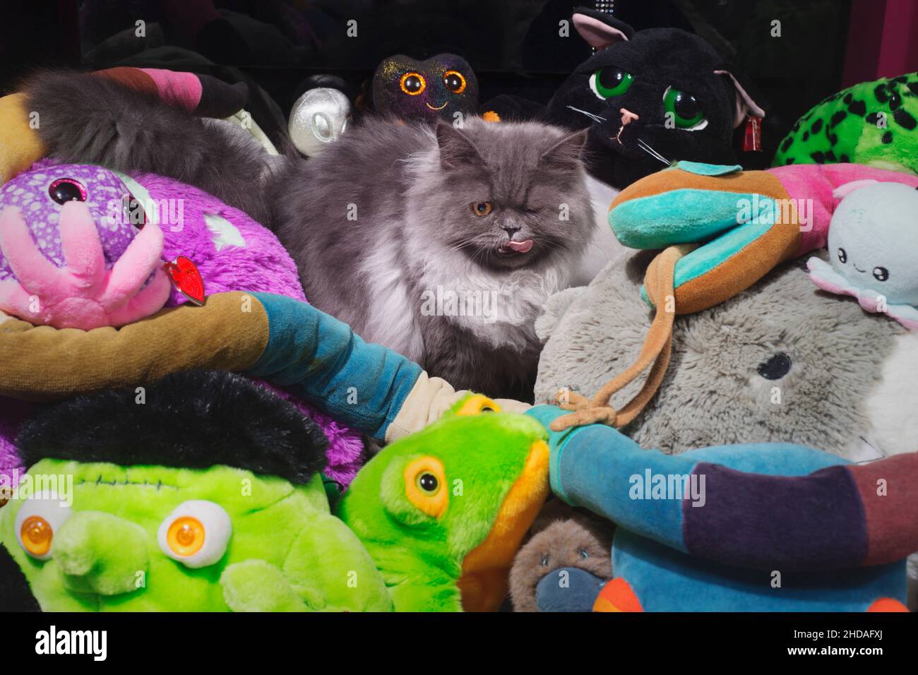 Cute fluffy grey cat with his tongue out, sitting in a pile of stuffed animals. Stock Photo