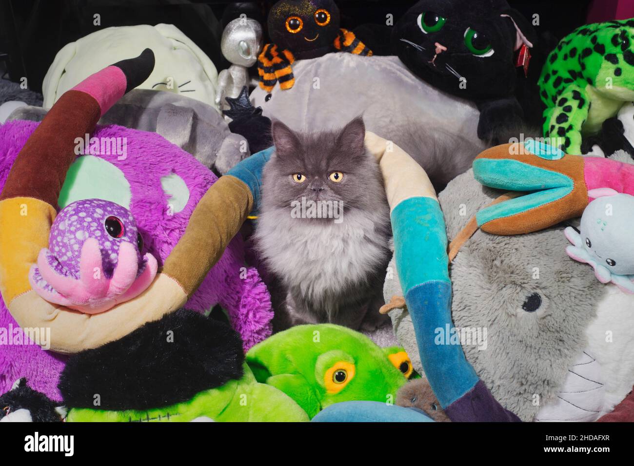 Cute fluffy grey cat sitting in a pile of stuffed animals. Stock Photo