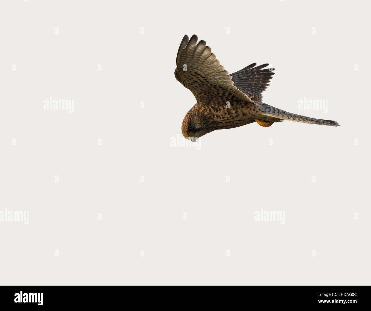 kestrel in flight hovering with plain background Stock Photo